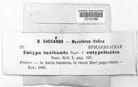 Eutypa ludibunda image